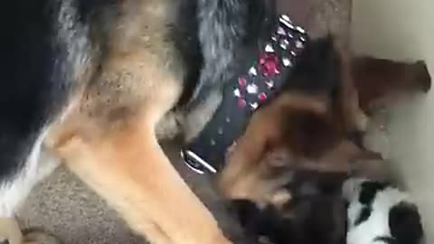 Helpful pup carries foster kittens upstairs