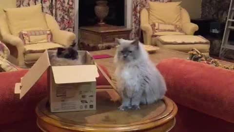 Cats put friendship aside for cardboard box dominance