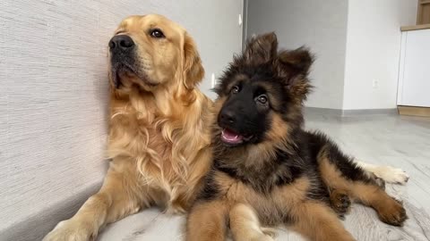 Dog Reviews Sounds with German Shepherd Puppy _