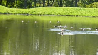 Goose flies in followed by airplane.