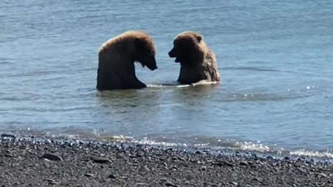 Bear Fight - Two Bears Tussle in the Water