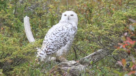 Whispers of Winter: Siberian Owls in Action