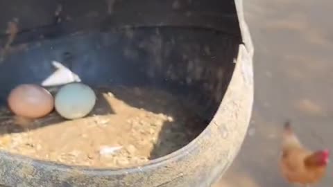 Hens , The best way to raise hens ،Thousands of chickens , hens egg