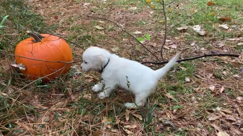 Cody Bear (black) and Thunder (royal blue) wandering about the pumpkins