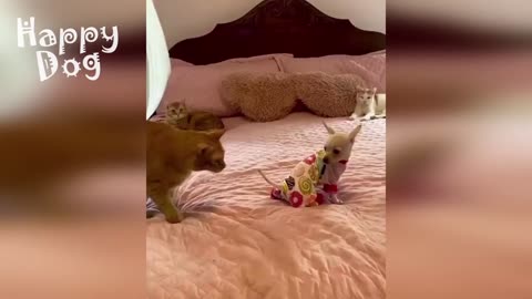 Funny animals - Funny cats _ dogs - Funny animal videos 108