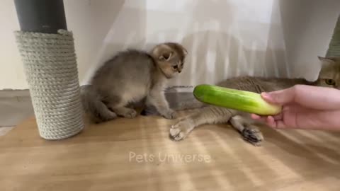 #funny videos dogs and cats#