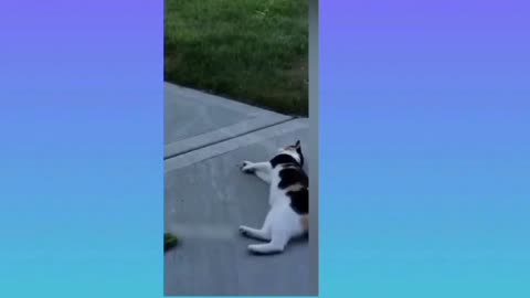 Funny videos for kids, funny cats and dogs 😄😂😂 part 3