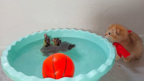 A little Scottish cat wants to catch the ducklings swimming in the water