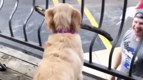 Golden Retriever's smart enough to know how to get it out, right