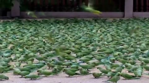 The man feed the food in wild parrots