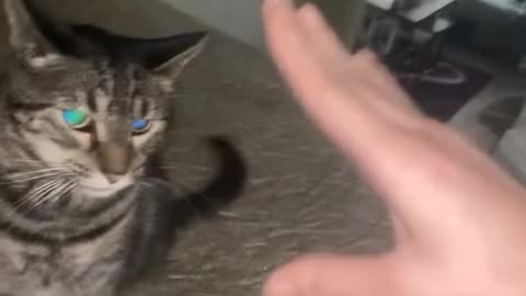 Brutally Harassed Cat by Human Companion