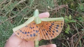 Wiggly Bug Has Beautiful Wings