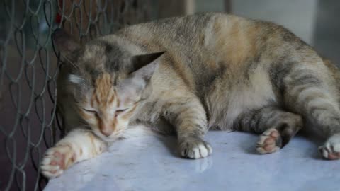 Brown cat lay sleep and lick its paws grooming lazing around slow motion