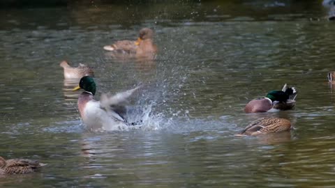 ducks water fun waterfowl