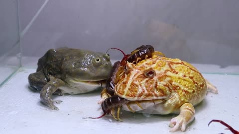Green Bullfrog and Pond Frog and Foods-13