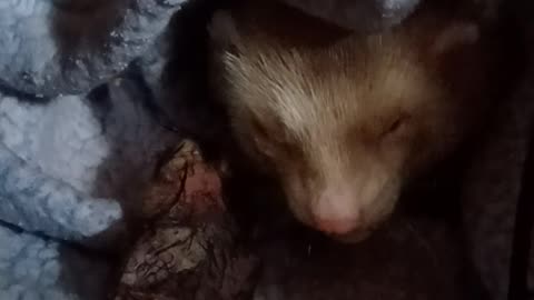 Ferret eating breakfast quail