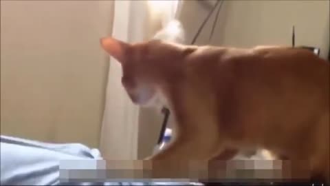 Epic Cat Jump Fails - Side-Splitting Cat Compilation