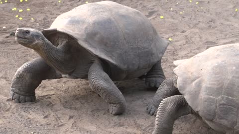 Turtle Begin Battling with one another