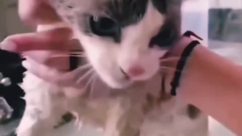 funny cats reaction