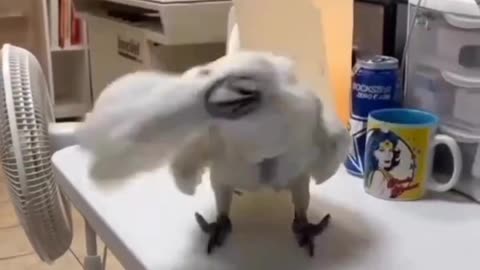 Parrot wining and dancing