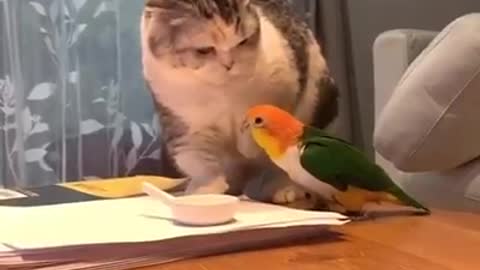 Bird fight cat 😂