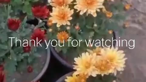 Chrysanthemum Flowering Plant Care | Gul E Daudi Plant | House Flower Plants ...