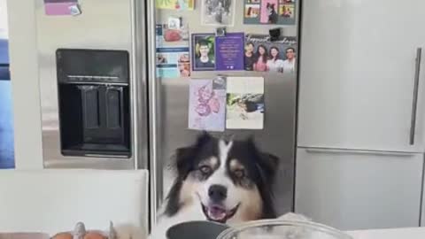 Dog making his own pumpkin pie hahaha