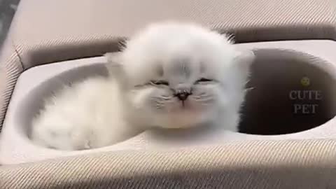 beautiful cat ♥️♥️. Please subscribe to my channel ❤️😍