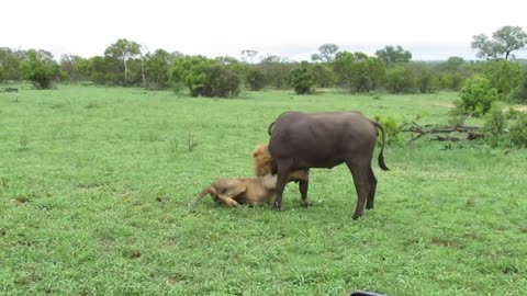 EXTREMELY RARE!!! Fearless Male Lion attacks Buffalo Herd, ALONE!!!lovely