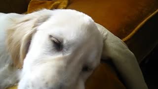 Sleeping Golden Retriever sings along to harmonica