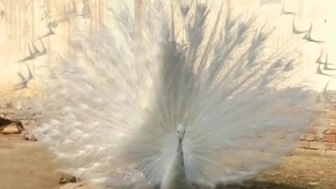 White Peacock Feather Video By Kingdom Of Awais