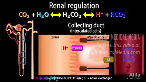 ACID-BASE BALANCE IN THE BLOOD: kidney and respiration