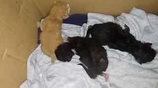 3 anak kucing baru lahir yang dibuang orang
