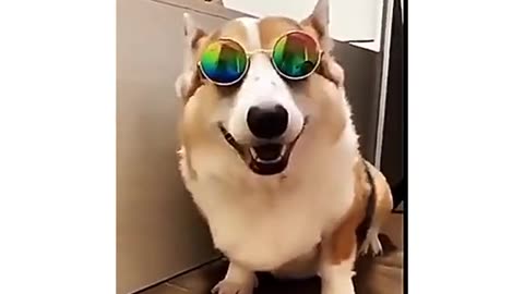 Dog wear glasses