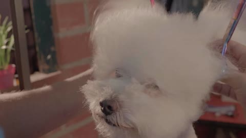 Dog groomer cutting hair to a white dog