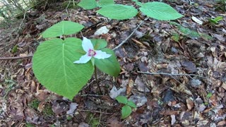 Painted Trillium