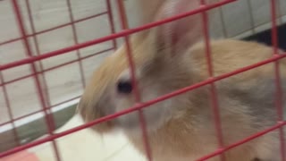 Baby Bunny Looks through new cage