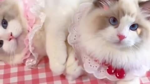 Aww cute cat videos funny Vol5❤️ Cat Cash Compilation chines💚 Tiktok Cat Meow