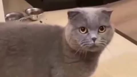 Cat funny videos 🤣🤣