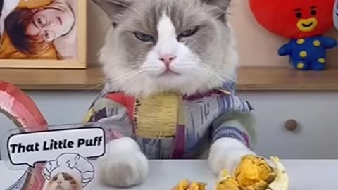 Cats make food 2022 'That Little Puff' Tiktok