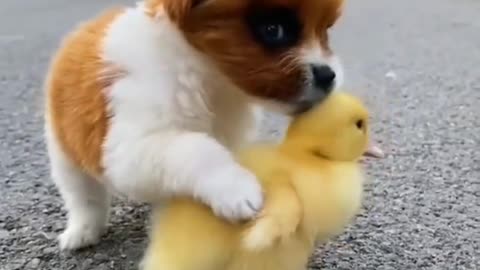 Funny Dog🐕 Play With Hen