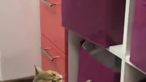 Loving Cats: Very Determined Kitty Cat