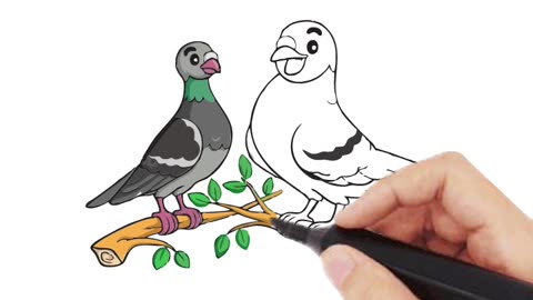 Pigeon Whiteboard #turnip_live #Whiteboard #GraphicDesign #DRAWING #Animation #GRAPHICSTECHS #Short