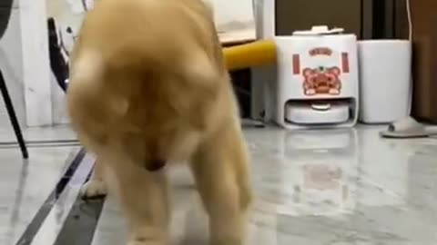 😃❤️😍Funnydog - OMG fofos Dogs #viral vídeos #Tiktok engraçados de cães#shorts❤👉SUBSCRIBE PLEASE👇👇👇👇