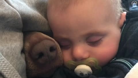 "Nosy" dog joins baby for nap time