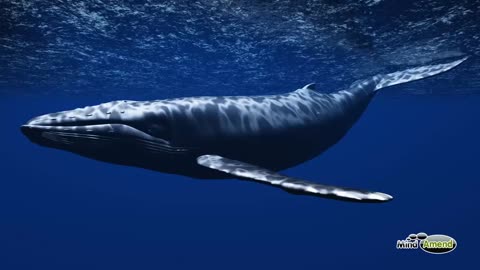 Serene TV : Underwater Whale Sounds - Full 60 Minute Ambient Soundscape