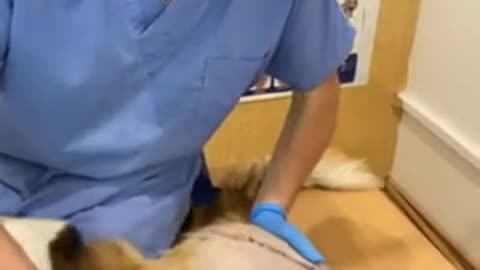 Lola's Medical Check Up After Hip Dysplasia Surgery
