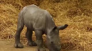 New Baby Rhino Learns to Walk