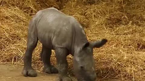 New Baby Rhino Learns to Walk