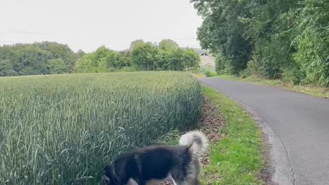 Husky Bounds Through Wheat Field